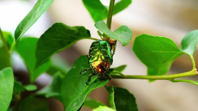 A close-up of a scarab beetle on a green leaf.