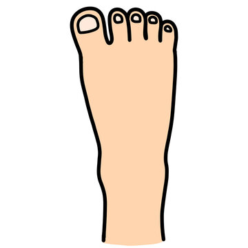 cartoon illustration of human feet and toes 