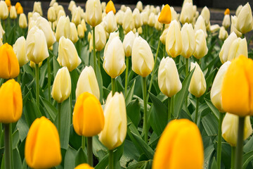 Obraz premium A cluster of yellow and white tulips flourishing in a garden, representing purity, warmth, and the uplifting spirit of spring.