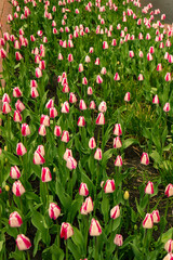 Fototapeta premium Rows of pink and white tulips create a gentle floral landscape, enhanced by rich greenery and the freshness of spring.