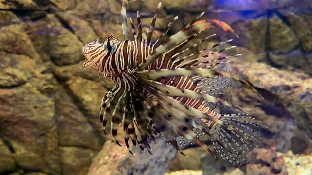 Red lionfish Pterois volitans displays dramatic striped pattern and long venomous spines over rocky aquarium floor. Invasive marine predator footage ideal for ocean conservation campaigns, aquarium