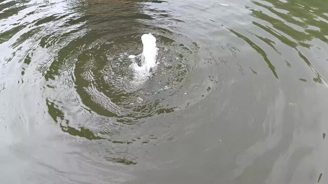 Small Decorative Fountain Bubbling in a Pond with Ripples