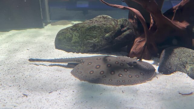 Spotted freshwater stingray Potamotrygon motoro moves along aquarium bottom displaying intricate circular dot pattern. Rare exotic ray footage ideal for aquapark marketing, pet store content.