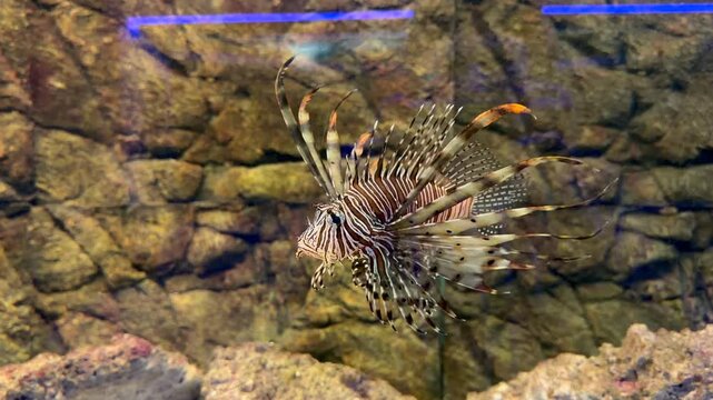 Pterois volitans red lionfish with ornate venomous spines rests on rocky surface in marine aquarium display. Exotic dangerous fish footage suits oceanarium promotion, marine biology education