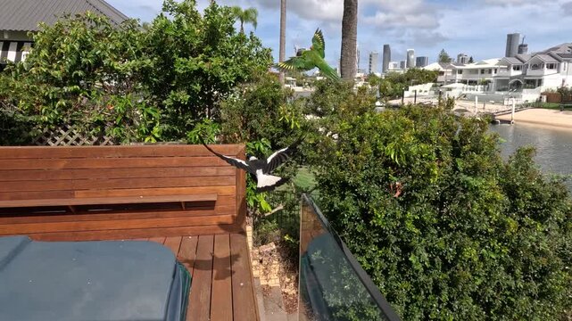 Magpie bird attacks lorikeet parrot in garden near modern buildings and waterfront.