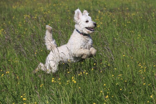 Labradoodle, adult, male, running on grass, Germany