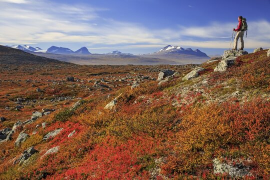 Hiker looking into the distance, woman, grown up, tundra, mountains, sun, autumn, Kungsleden, in the background Akka massif, Laponia, Lapland, Sweden