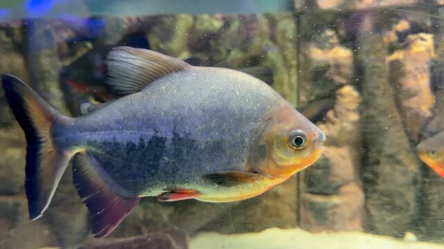 Pygocentrus nattereri red-bellied piranha photographed in side profile reveals silver scales sharp teeth and powerful jaw. Amazon predator footage suits aquarium product, documentary exotic content