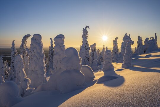 Snowed-in trees, winter landscape, Riisitunturi National Park, Posio, Lapland, Finland
