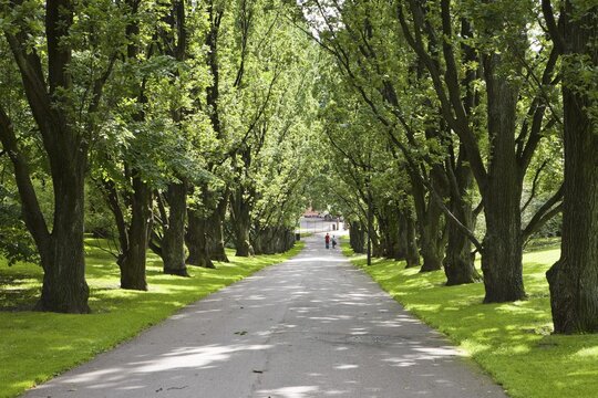 Tree-lined road at T&oslash;yenhagen Botanical Gardens, Oslo, Norway, Scandinavia, Europe