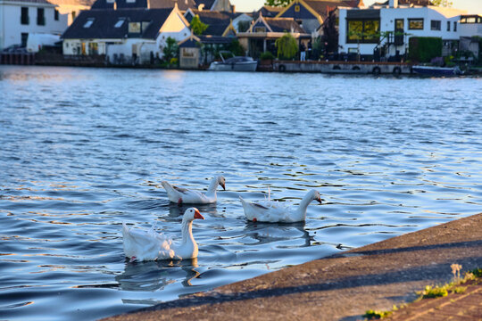 Tranquil Canal Scene With White Geese Swimming In Merwedekanaal, Meerkerk, Netherlands