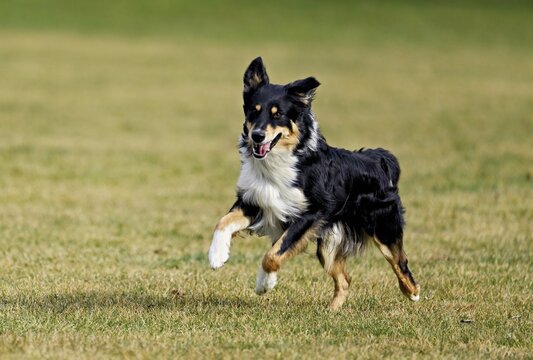 Mixed breed dog between Border Collie and Australian Shepherd jumps across meadow, Switzerland