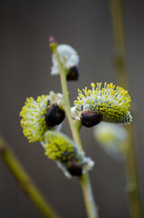 Willow © Светлана Калинина