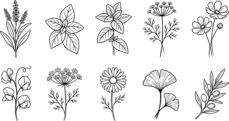 Obraz premium Botanical wildflower and herb line art collection, hand drawn floral vector illustration set for natural, organic and vintage design