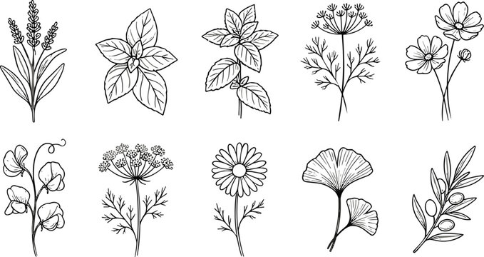 Botanical wildflower and herb line art collection, hand drawn floral vector illustration set for natural, organic and vintage design