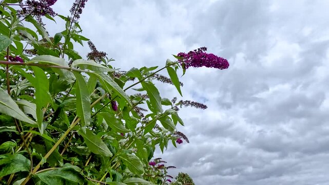 Purple butterfly bush flowers swaying in wind under overcast cloudy sky in low angle view.