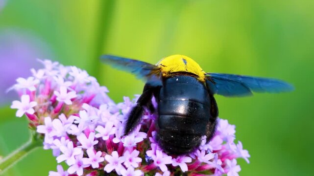 Close-up macro footage of a large black carpenter bee with a yellow head feeding on vibrant purple flowers.