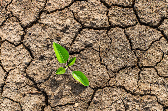 Small Green Sprout Growing Through Cracked Dry Earth, Symbol of Hope, Resilience and New Beginnings