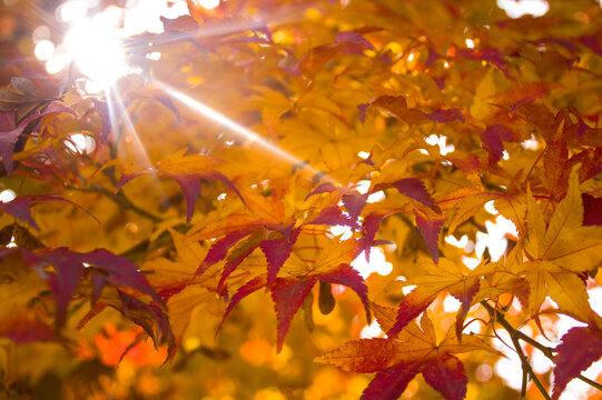 Autumn Maple Leaves Glowing in Warm Sunlight