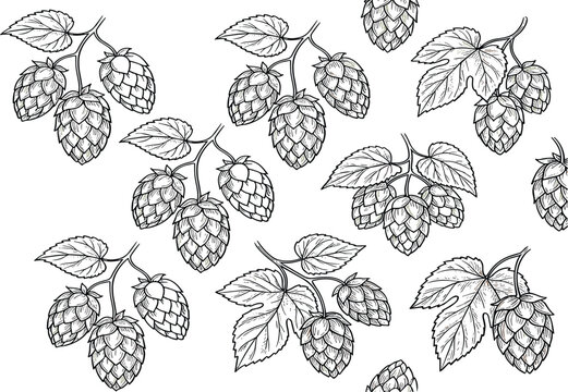 Hop cones and leaves hand drawn collection, vintage engraved vector illustration set for beer brewing and botanical design