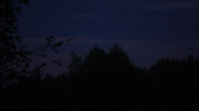 Bats flying at dusk in slow motion over Varazdin, Croatia, silhouetted against dark blue evening sky above treetops; nocturnal wildlife and eerie atmosphere.
