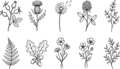 Wild botanical flower and leaf line art collection, hand drawn vintage vector illustration set for natural, floral and herbal design © Sumon Creative