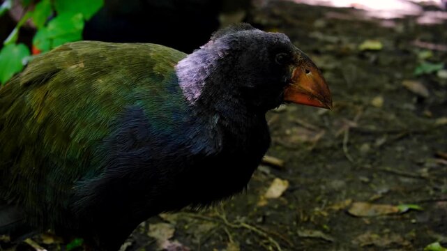 Side profile of juvenile takahe flightless swamphen bird with beautiful green and blue feathers in Wellington, New Zealand Aotearoa