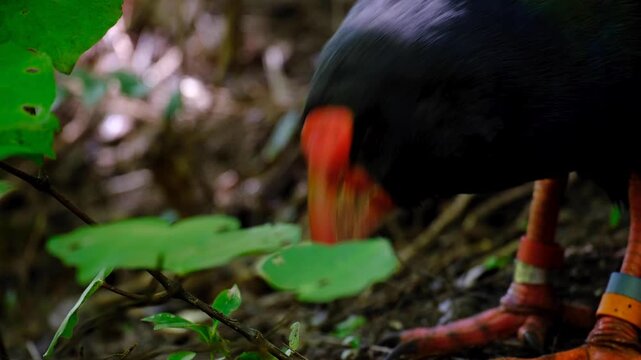 Close up of adult takahē swamphen bird with big red beak in Wellington, New Zealand Aotearoa