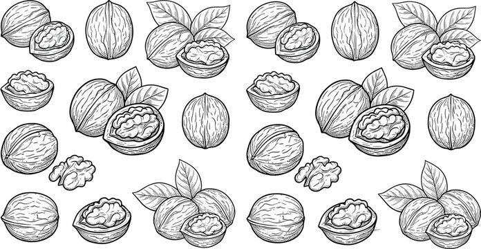 Walnut seamless pattern with hand drawn nuts and leaves, vintage engraved vector illustration for food packaging and organic design