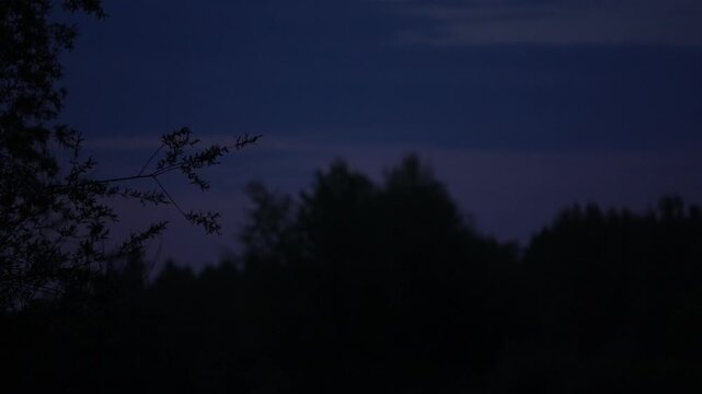 Bat flying at night over Varazdin, Croatia, emerging from treetop at left and gliding across the dark sky before exiting the frame at upper right.