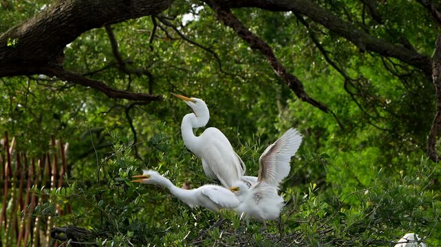 Great egret and its energetic chicks