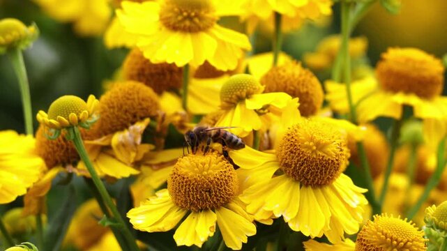 Honey bee collecting nectar from bright yellow helenium flowers