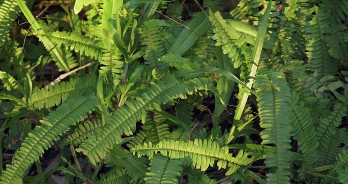 Explore intricate patterns of lush green ferns in their natural habitat showcasing nature's beauty.