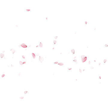 Stream of pink cherry blossom petals blowing across a light background. Dynamic falling sakura floral confetti. Springtime design template