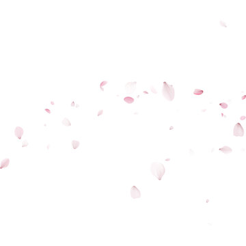 Delicate pink sakura petals floating across an empty background. Scattered cherry blossom flowers in motion. Romantic spring floral concept with copy space