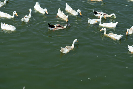 White ducks floating on calm lake water