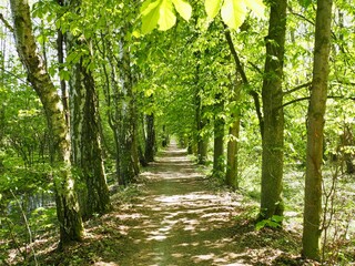 Fototapeta premium Beautiful forest path between mature deciduous trees