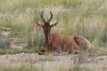 Obraz premium Red Hartebeest Lying in Sparse Grass in Etosha National Park, Direct Eye Contact Portrait, Namibia