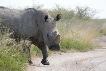 Fototapeta premium White Rhinoceros Walking onto Gravel Road in Etosha National Park, Namibia, Front Body Close-Up