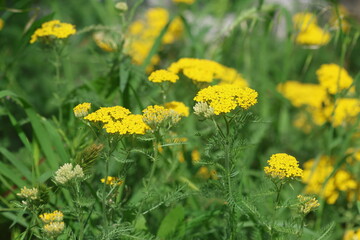 Vibrant Yellow Achillea Tomentosa Blooms in the Garden in Spring © UMIT