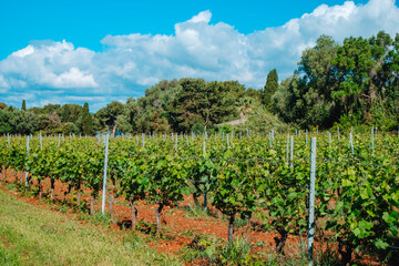 Obraz premium vines with red soil and trees on Ile Saint-Honorat