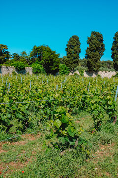 wide vineyard view on Ile Saint-Honorat with trees