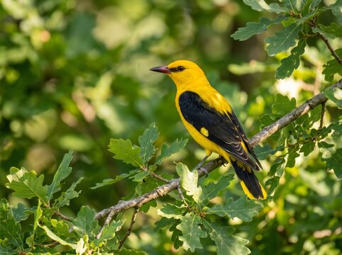 Vibrant golden oriole perched on a branch in a lush green forest.