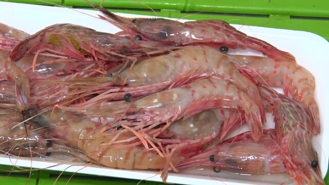 エビ_Shrimp