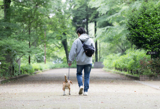 ビーグルを飼う男性、犬と散歩する笑顔ポートレート、動物との暮らしのライフスタイル　躾や訓練のイメージの顔無しの後ろ姿