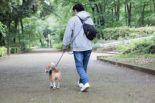 ビーグルを飼う男性、犬と散歩する笑顔ポートレート、動物との暮らしのライフスタイル　躾や訓練のイメージの顔無しの後ろ姿