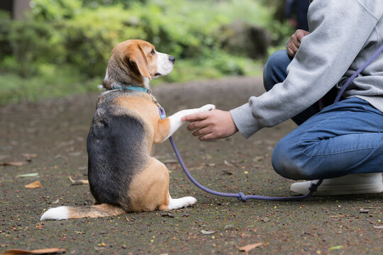 ビーグルを飼う男性、犬と散歩する笑顔ポートレート、躾や訓練のイメージの顔無し　お手や注目させるアイコンタクトの練習