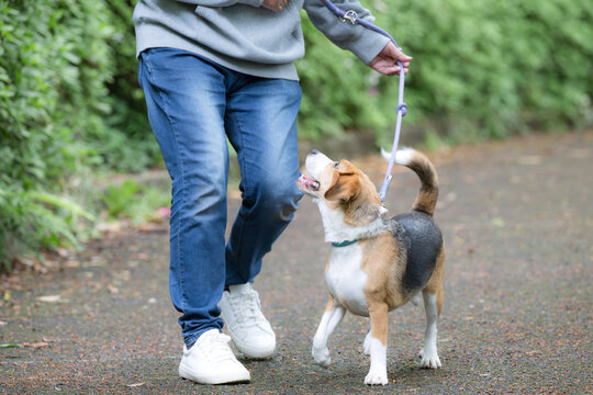 ビーグルを飼う男性、犬と散歩する笑顔ポートレート、躾や訓練のイメージの顔無し　注目させるアイコンタクト