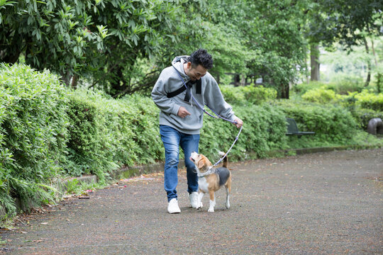ビーグルを飼う男性、犬と散歩する笑顔ポートレート、動物との暮らしのライフスタイル　躾や訓練のイメージ　おやつを使ってアイコンタクトの訓練