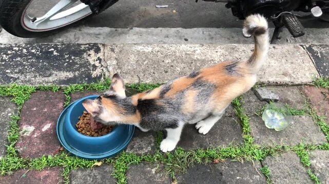 A calico cat with a distinctive coat pattern is eating from a blue bowl placed on a paved walkway with grass growing between the stones.